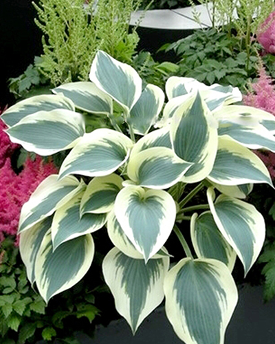 HOSTA BLUE IVORY - 25 ks